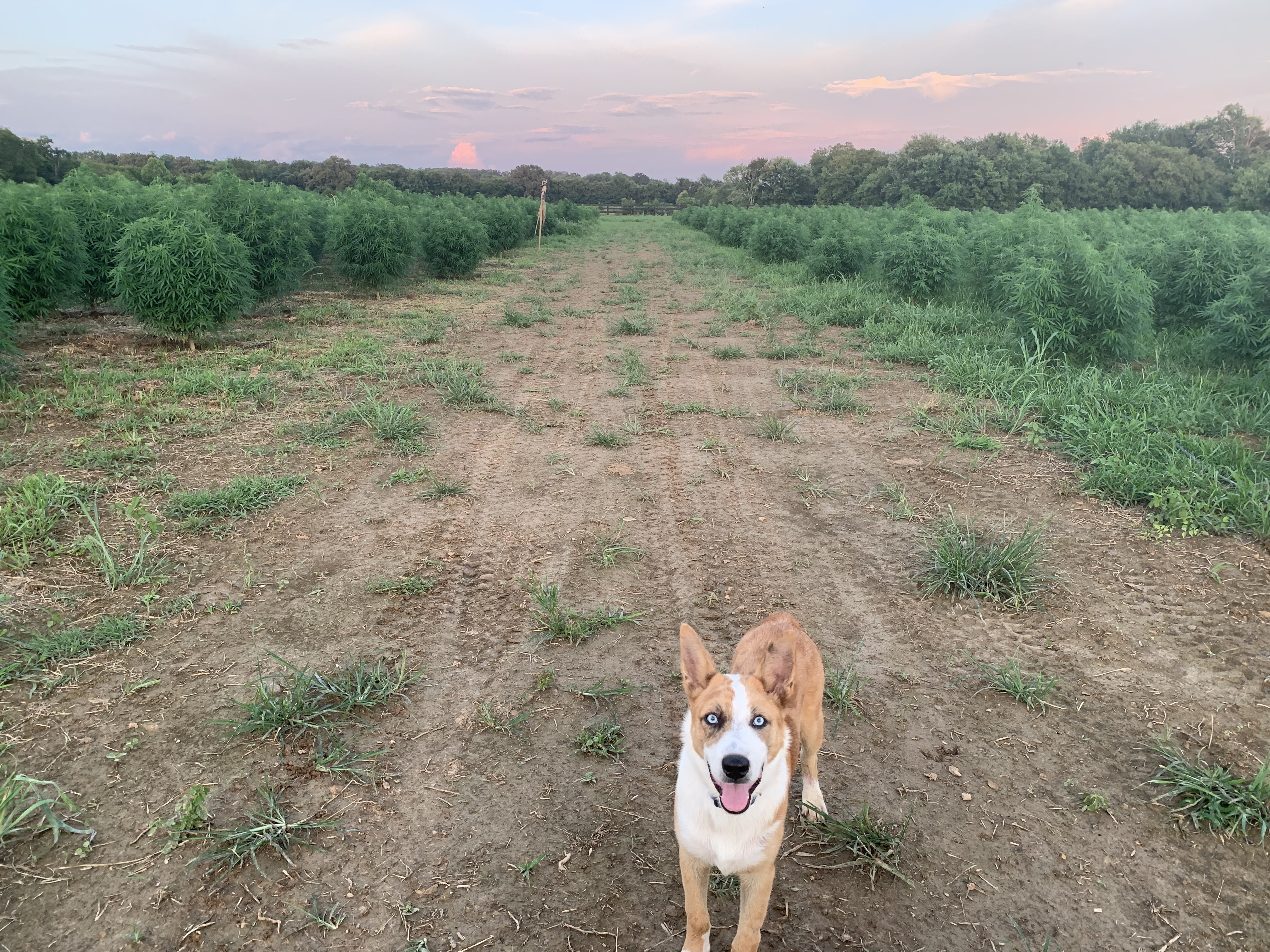 Bluey in the hemp field, 2019